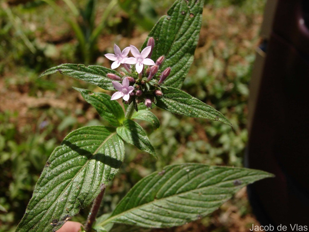 Pentas lanceolata (Forssk.) Deflers